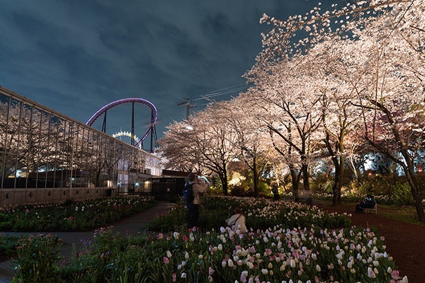 夜桜びより ※2024年の様子