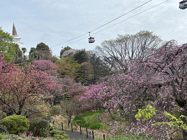 多摩緋桜が咲く散策路 ※2024年の様子