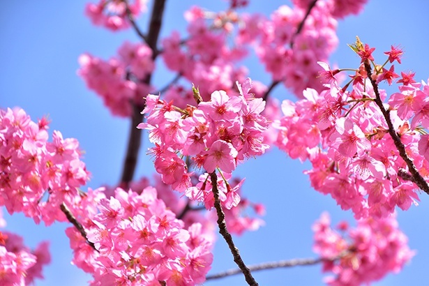 多摩緋桜 ※過去の様子