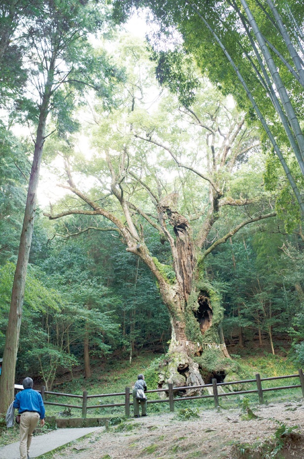 樹齢3000年を誇る、武雄神社の御神木。神秘的なパワーに満ちている