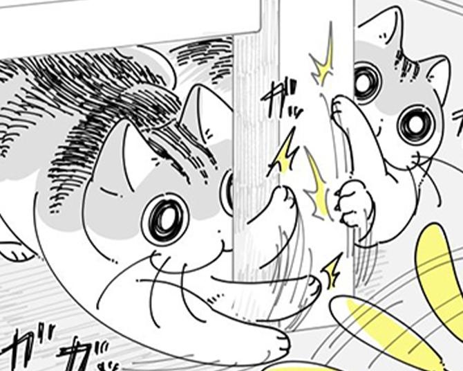 【ネコ漫画】飼い主と遊びに夢中になる愛猫!?体をぶつける姿に「うちの猫も私も同じ」などの共感コメント続々