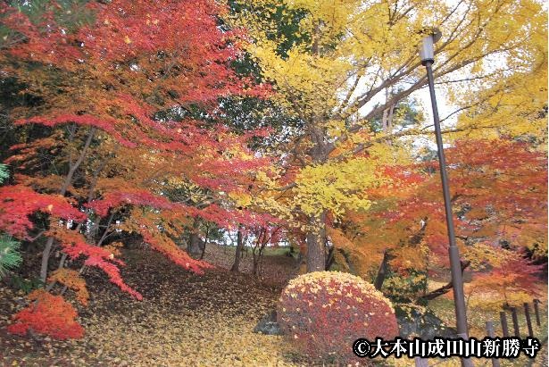 「成田山公園」の紅葉。赤や黄色と色鮮やかに魅せるモミジやイチョウは、全部で約250本
