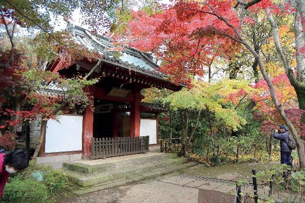 日朗聖人が出入りしたと言われる「長谷山 本土寺」の開山門。紅葉時は特に美しい
