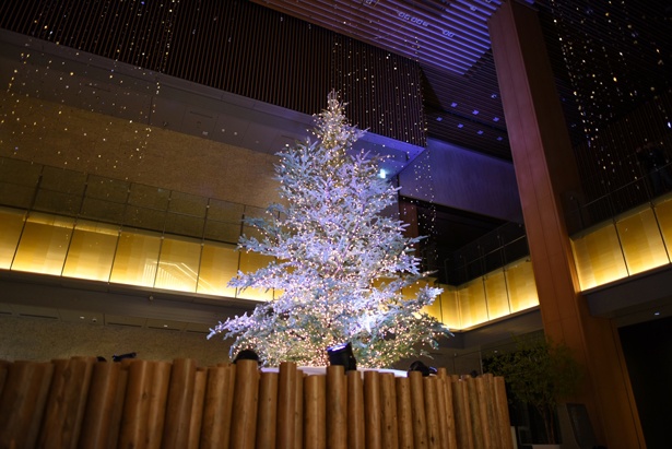 名駅 イルミ Kitte名古屋にモミの木のクリスマスツリーが登場 ウォーカープラス