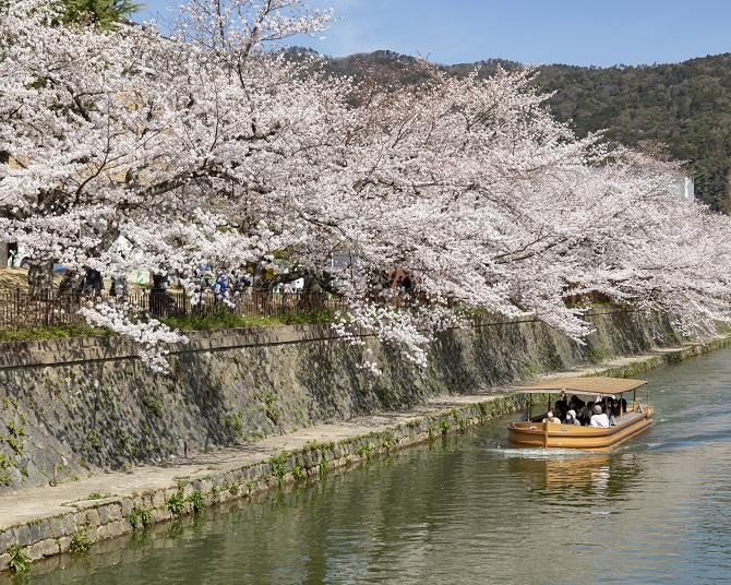 京阪電車で桜を見に行こう！京都・大阪・滋賀の“沿線桜”を楽しむおすすめルート＆開花状況をチェック