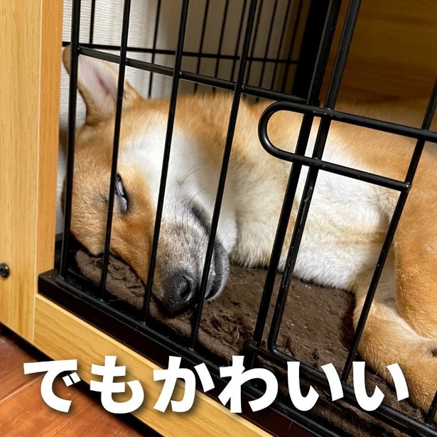 白目むいててもかわいい！いや、むしろかわいい!!