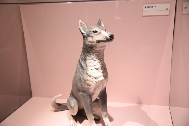 縄文時代のイヌ(模型)