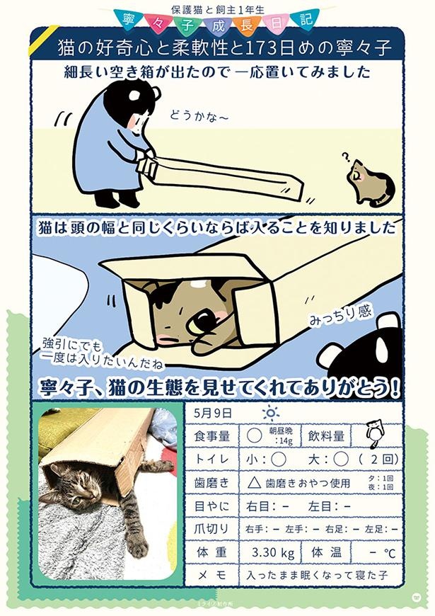 猫の好奇心と柔軟性と173日めの寧々子