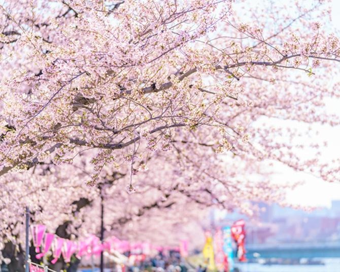 今週末(3月22日・23日)の天気はお花見向き？より楽しいお花見のためのお天気ガイド