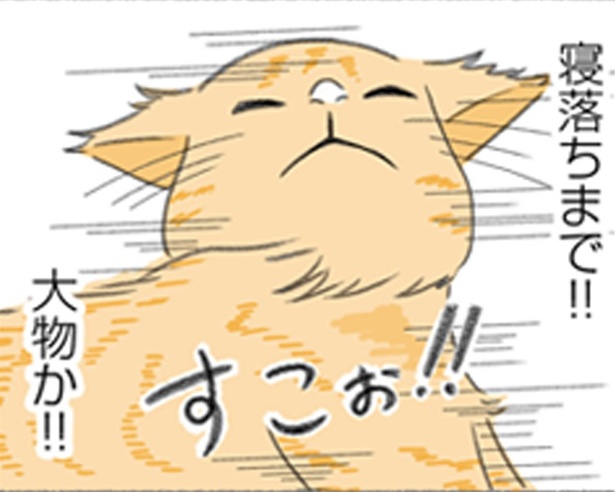漫画「にゃんかつ」より
