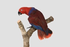 オオハナインコ