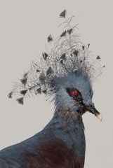 オウギバト