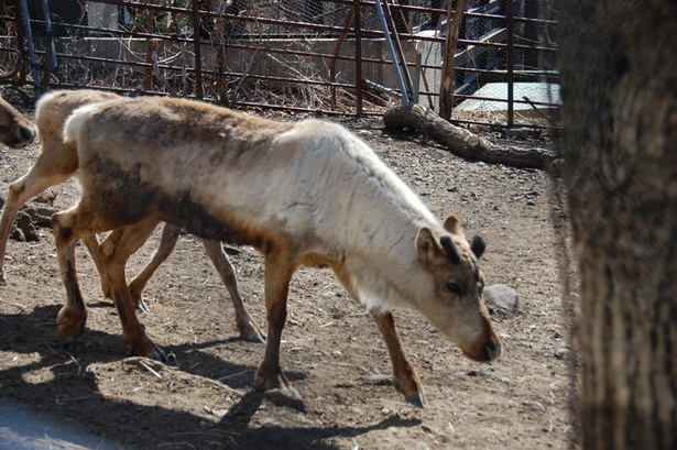旭山動物園で秋に繁殖期を迎える動物と妊娠期間が長い動物は ウォーカープラス