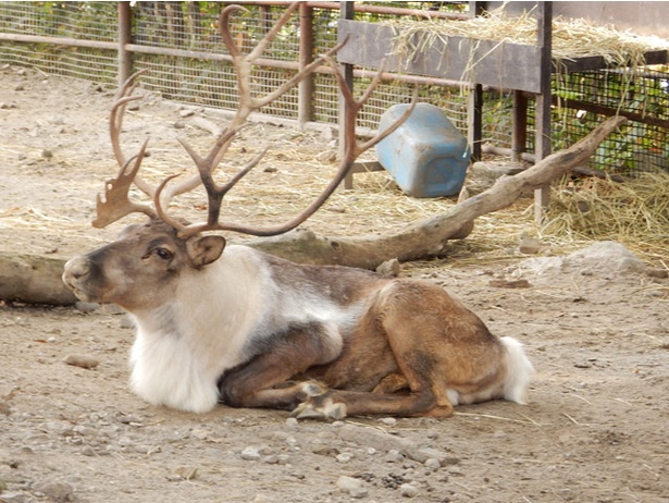 画像5 6 旭山動物園で秋に繁殖期を迎える動物と妊娠期間が長い動物は ウォーカープラス