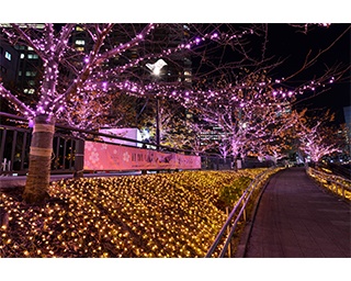 目黒川沿いに“冬の桜”！総延長2.2kmのイルミネーションが今年も開催
