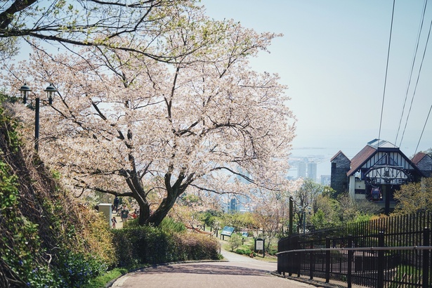 ロープウェイ山頂駅付近に咲く満開の山桜と、背景に広がる神戸の街
