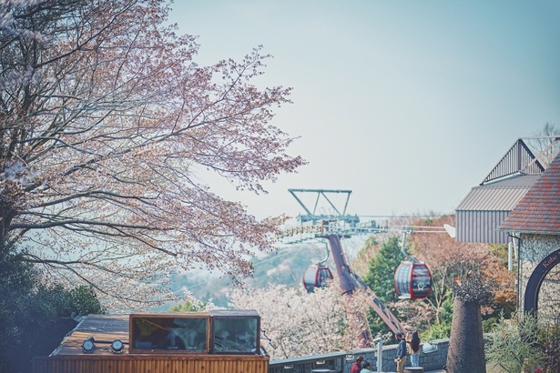 標高約400メートルの展望プラザに咲く山桜。神戸の街を背景に、春のやさしい風が桜の花をそっと揺らす