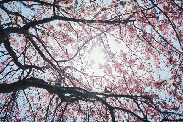 オリエンタルガーデン近くのしだれ桜。見上げれば、花のシャワーのよう。木漏れ日が差し込むその風景は、まるで自然のアートだ