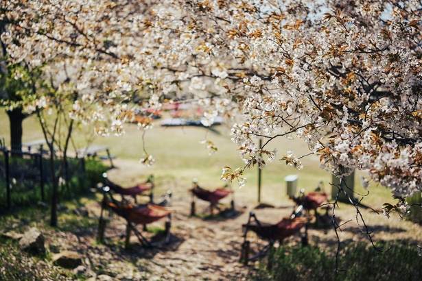 風の丘エリアには、桜の木の下にゆらゆら揺れるハンモックを設置。やさしい春風に吹かれながら、のんびり昼寝したくなるような贅沢なひととき