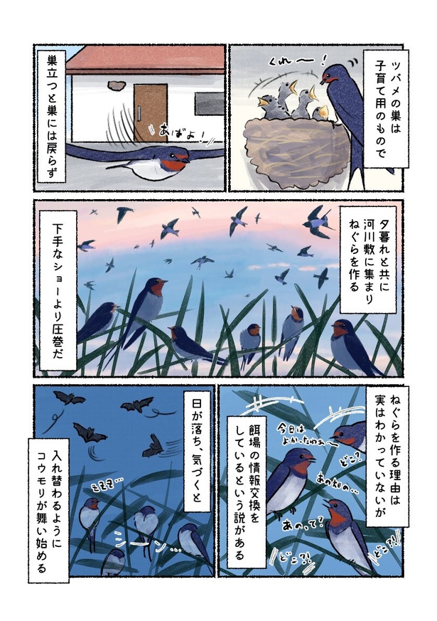 ツバメは巣立つと巣には戻って来ない…!? ツバメ04