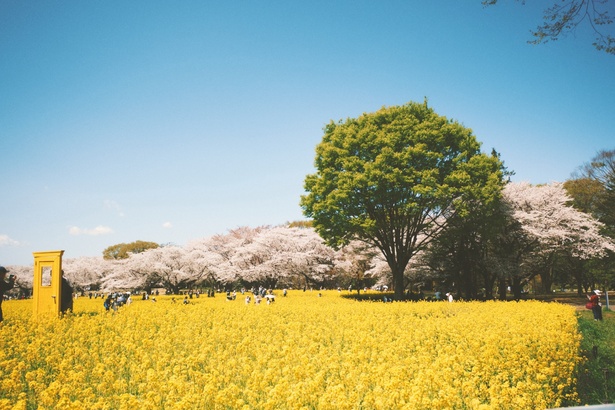 「桜のピンクと菜の花の黄色のコラボレーションがいい！」と檜原さん