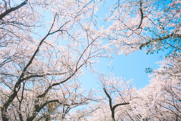 春の国営昭和記念公園の魅力を堪能してみてください！