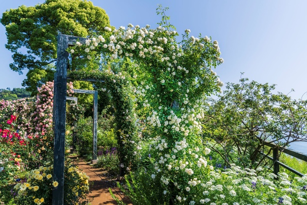 コレクションガーデンは、バラの原種を中心に植栽した庭。青空と海を背景に咲き誇る白バラのアーチが印象的