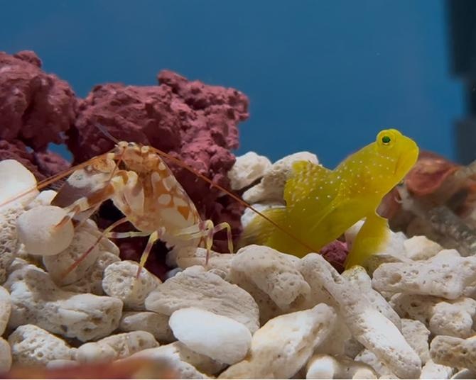 埼玉県初！天然黒潮海水を使った水族館「アクアパーク川越」が誕生！かわいい生き物形の限定ドーナツが楽しめるカフェも併設