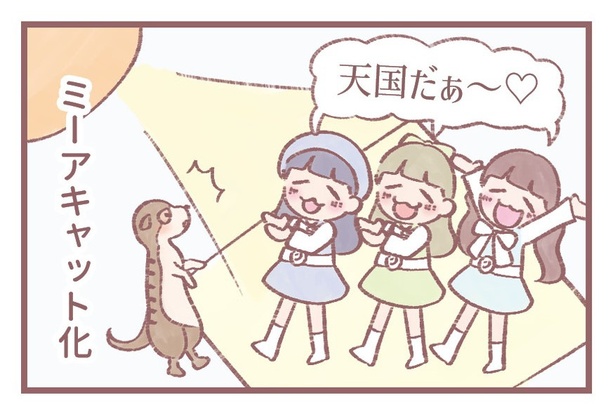 「ミーアキャット」4