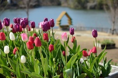 四季折々の花々を愛でながら、のんびり湖畔散策もおすすめ