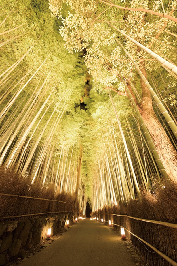 【写真を見る】竹林の小径/京都・嵐山花灯路-2017