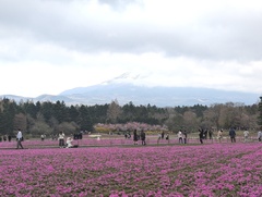 少しだけ顔を出す富士山と曇り空の下でも鮮やかに咲く芝桜