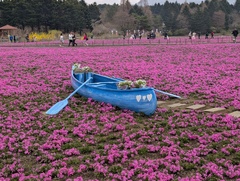 フォトスポット「ピンクの海を旅する小舟」