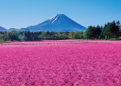 晴れていれば富士山と芝桜が見事に調和する絶景が見られる