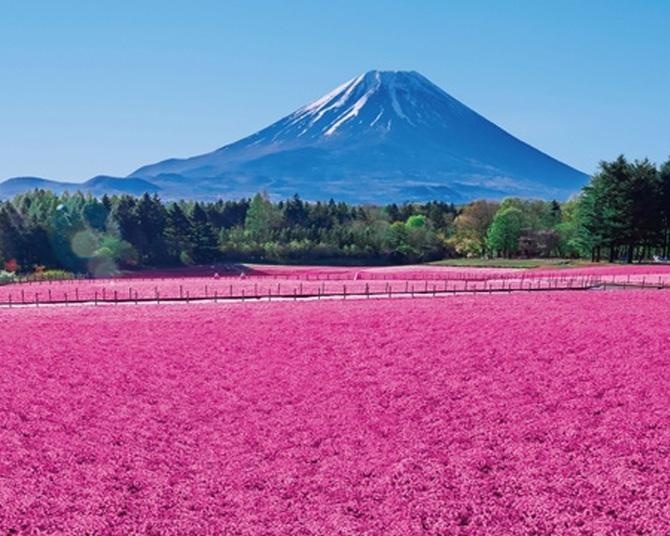 富士山と芝桜の絶景が広がる！富士本栖湖リゾート「2025富士芝桜まつり」と遊覧船で春を満喫してきた