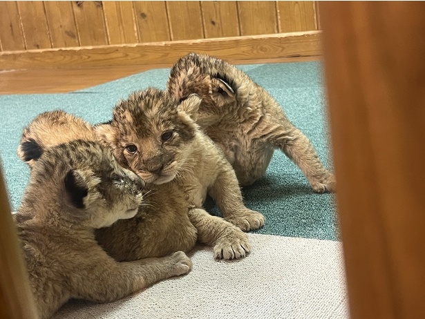 【写真】じゃれ合う姿が愛おしいライオンの赤ちゃんたち