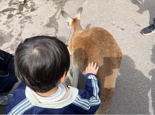 カンガルーに触れることもできる