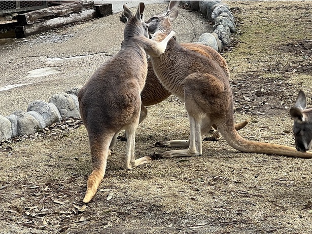急なパンチングにびっくり