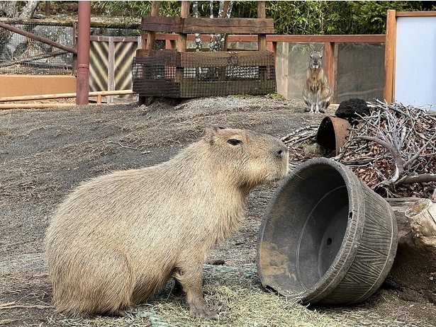 動かなくてもかわいいカピバラ