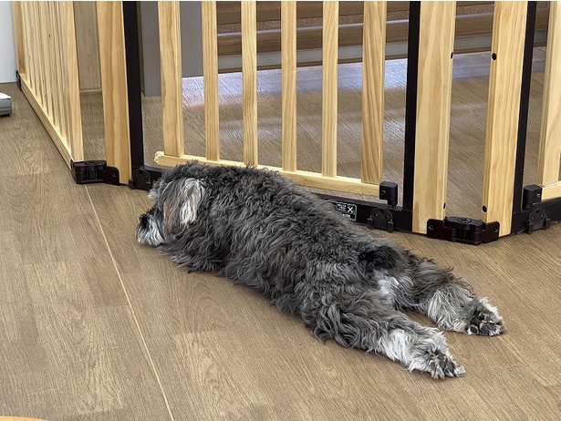ワンちゃんたちも負けじとお昼寝
