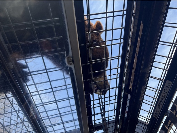 頭の上にクマが!