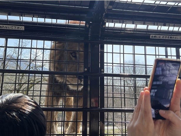 至近距離で写真が撮れるのも特別感がある