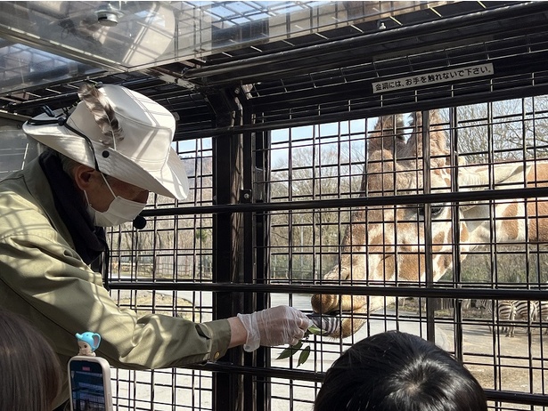 キリンのエサあげはガイドさんが行う