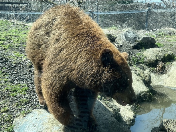 クマの迫力に圧倒される