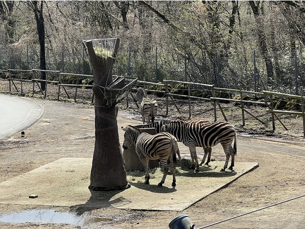 シマウマの姿も見られる