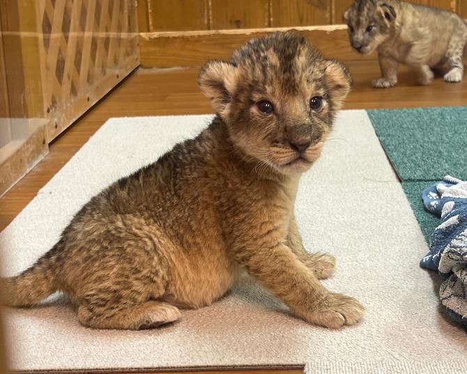 春の「富士サファリパーク」へ！ふれあい体験で動物たちの知らなかった姿に会える！GWはイベントや動物体験がいっぱい