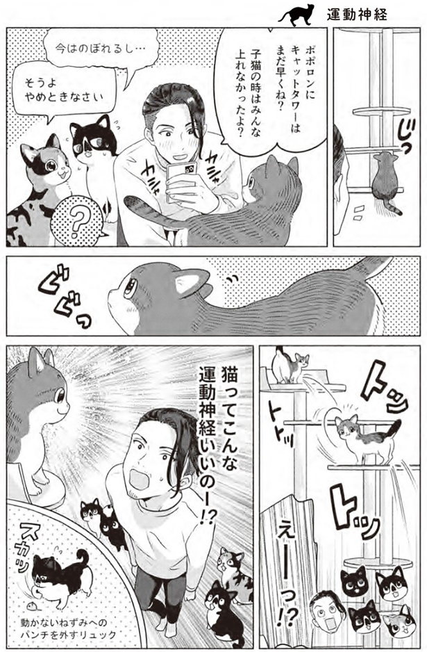 猫ってこんな運動神経いいのー！？ （C）響介、ちとせ／ワニブックス