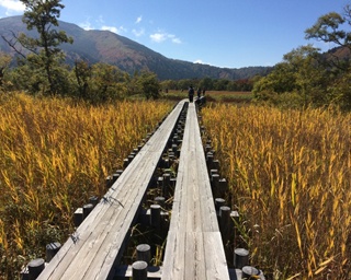 自然を楽しむ達人がオススメする「絶景山歩き」その3　絵に描いたように美しい憧れの地 群馬・尾瀬で木道歩き