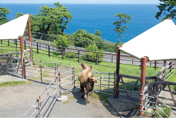 東京都立大島公園は、海を望む無料動物園