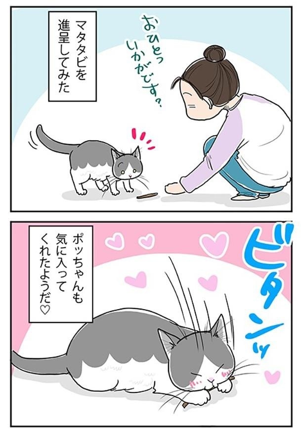 「猫にマタタビ2」2
